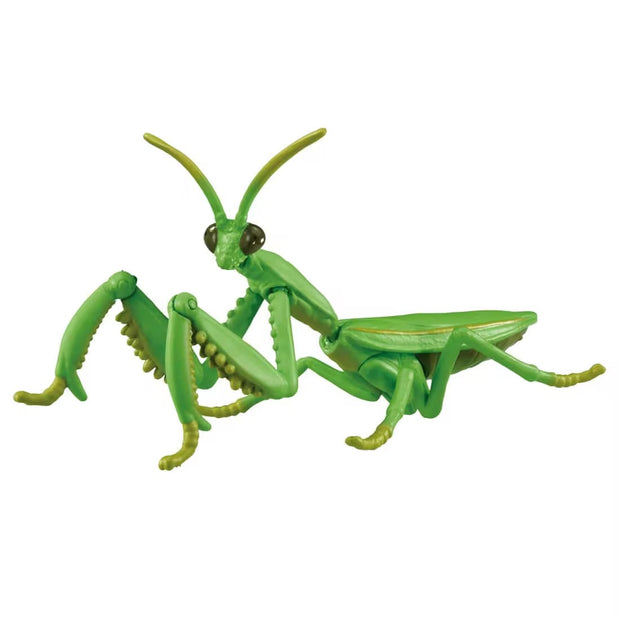 Ania AL-32 Tenodera Aridifolia (Mantis)