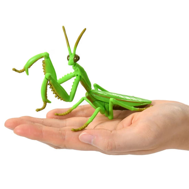 Ania AL-32 Tenodera Aridifolia (Mantis)