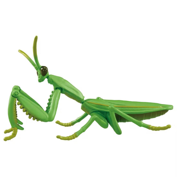 Ania AL-32 Tenodera Aridifolia (Mantis)