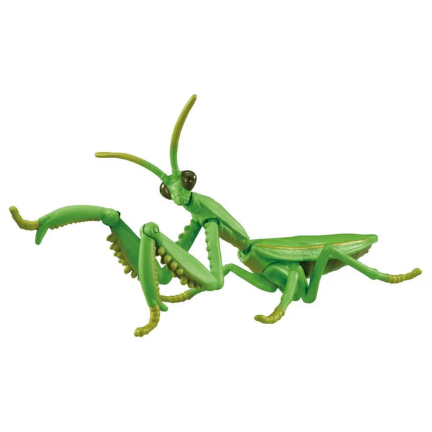 Ania AL-32 Tenodera Aridifolia (Mantis)