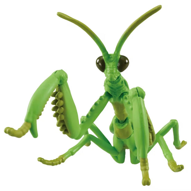 Ania AL-32 Tenodera Aridifolia (Mantis)
