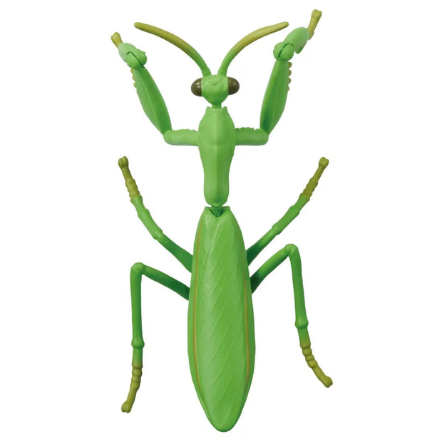 Ania AL-32 Tenodera Aridifolia (Mantis)