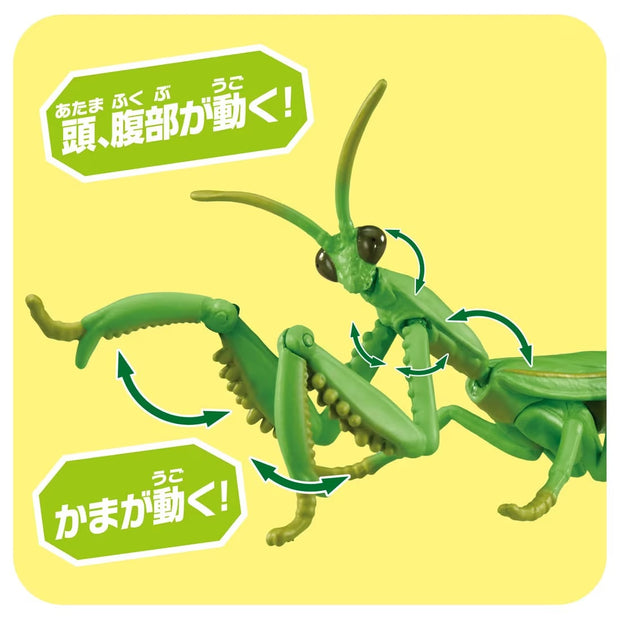 Ania AL-32 Tenodera Aridifolia (Mantis)