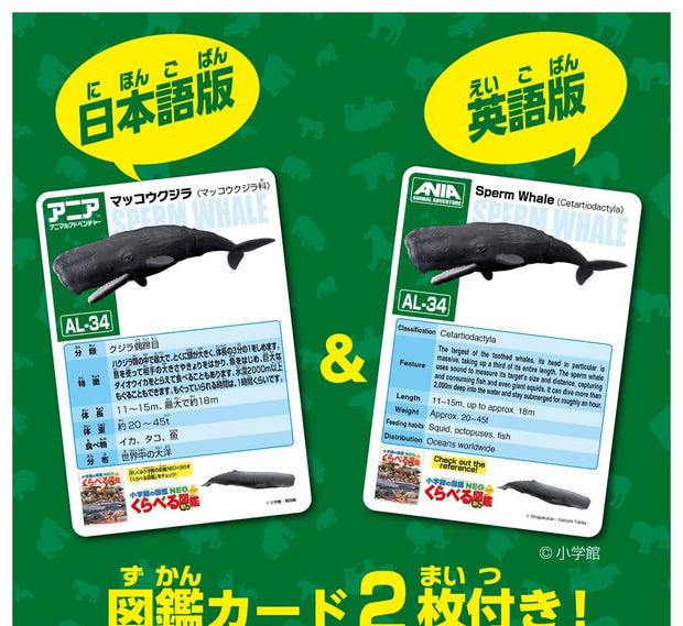 Ania AL-34 Sperm Whale