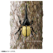 Ania AS-38 Hercules Beetle