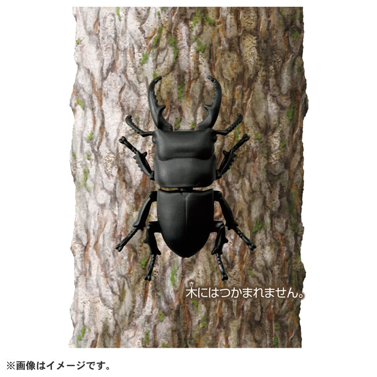 Ania AS-41 Dorcus Titanus