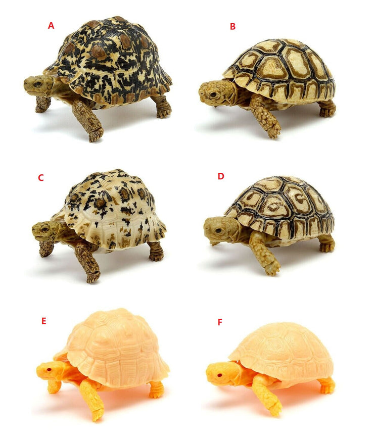 6 in 1 Capsule Turtle 06 (Complete Set of 6)