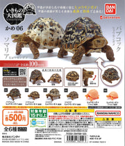 6 in 1 Capsule Turtle 06 (Complete Set of 6)